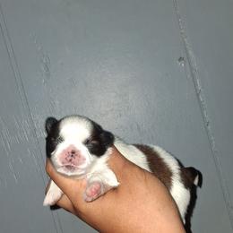 Boy 1 - Gold and white male Shih Tzu puppy in Birmingham, Alabama from K&D kennels