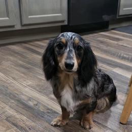 Lily - Dachshund
