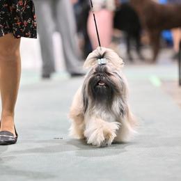 Romeo - Shih Tzu