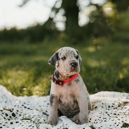 Pink collar - Merle female Great Dane puppy in Ulen, Minnesota from Hogenson Family Farm