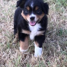 Australian Shepherd, Caucasian Shepherd Dog, Miniature Australian Shepherd, and Toy Australian Shepherd Puppies from Heritage Homestead