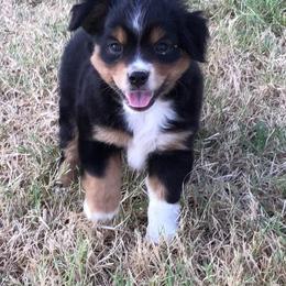 Australian Shepherd, Caucasian Shepherd Dog, Miniature Australian Shepherd, and Toy Australian Shepherd Puppies from Heritage Homestead