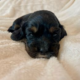 Cocker Spaniel Puppies from Jennifer Dees
