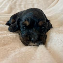 Cocker Spaniel Puppies from Jennifer Dees
