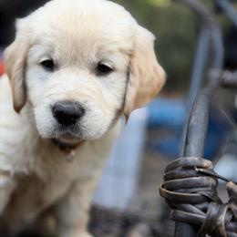 Rosebud Amore - Light golden female Golden Retriever puppy in Gainesville, Florida from Heart and Soul Dog Breeding, Inc.