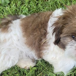 Shih Tzus from Lilli's Shih Tzus