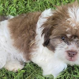 Shih Tzus from Lilli's Shih Tzus