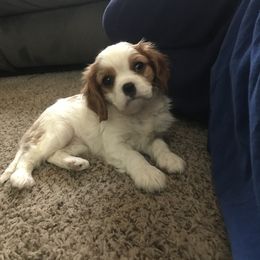 Cavalier King Charles Spaniel Puppies from Christina’s Cavaliers