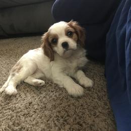 Cavalier King Charles Spaniel Puppies from Christina’s Cavaliers