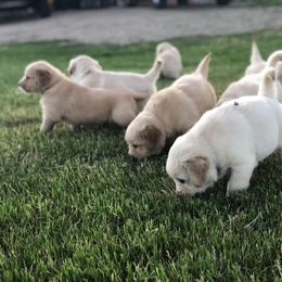 Golden Retriever Puppies from Oak Bluff Golden Retrievers