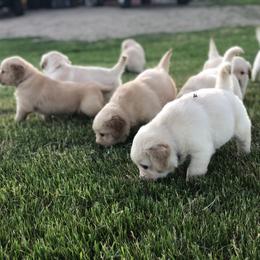 Golden Retriever Puppies from Oak Bluff Golden Retrievers
