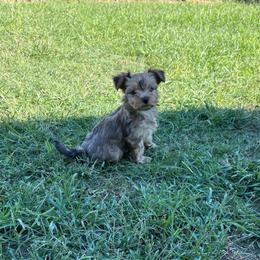 Rosie - Sable female Yorkshire Terrier puppy in Beulaville, North Carolina from Sunset Ranch