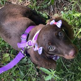 Tot - Dachshund