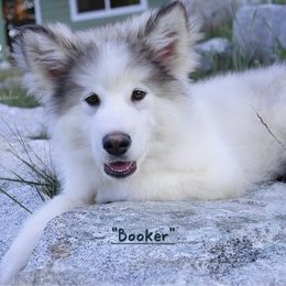 Booker - Alaskan Malamute puppy in Washington from Malamute Meadow
