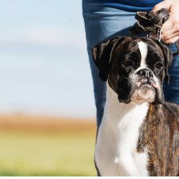Zoe - Boxer