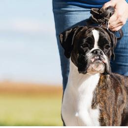 Zoe - Boxer
