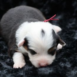 Hazel-hot pink collar - Black and tan female Pembroke Welsh Corgi puppy in Benjamin, Utah from Nuna’s  Corgis