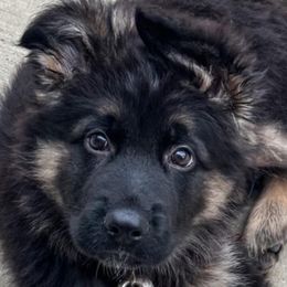 German Shepherds from Anderson Shepherds