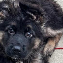 German Shepherds from Anderson Shepherds