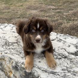 Tiedown - Red tri male Miniature Australian Shepherd puppy in Godley, Texas from Nana and Paws Aussies