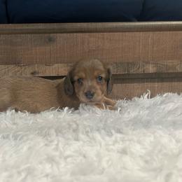 Girl 2 - Sable female Dachshund puppy in Stilwell, Oklahoma from Bidding Creek Dachshunds