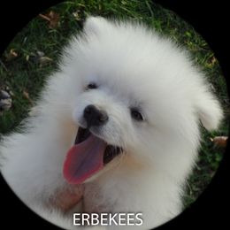 WHITE KEESHONDEN - White male Keeshond puppy in Fayetteville, Tennessee from Erbekees-Keeshonden
