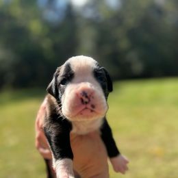 Boy 5 - Brindle male Boxer puppy in Saugerties, New York from Nala’s Pride