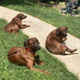 Desia - Rhodesian Ridgeback
