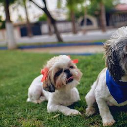 Shih Tzus from Arizona Shih Tzu Land