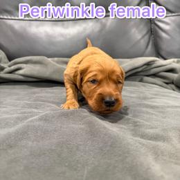 Periwinkle - Golden female Golden Retriever puppy in Salt Lake City, Utah from Soaring golden retrievers