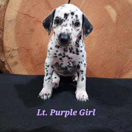 Dalmatian Puppies from Anthony's Dalmatians