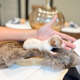 Dachshund Puppies from G&K Kennels