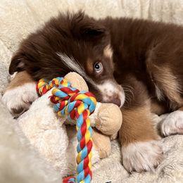 Aussiedoodle and Australian Shepherd Puppies from Dark Water Standards