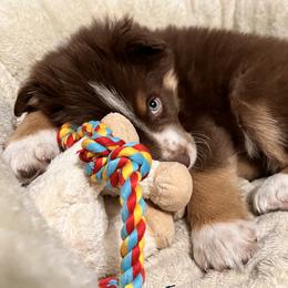 Aussiedoodle and Australian Shepherd Puppies from Dark Water Standards