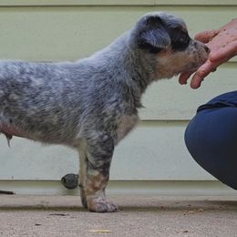 Chewie - Blue speckled male Australian Cattle Dog puppy in Fairmont, West Virginia from Jedda ACDs