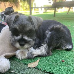 Blitzen - Liver female Miniature Schnauzer puppy in Anthony, Florida from Amanda Tragash