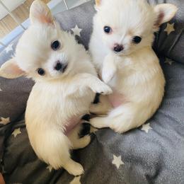 Chihuahua Puppies from Stardom Chihuahuas