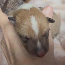 Porthos - Sable and white male Collie puppy in Malvern, Arkansas from Lost Acres Collies