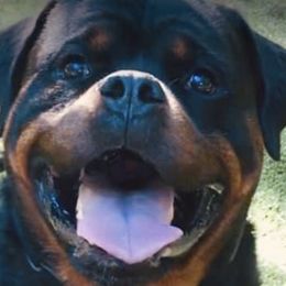 Rolex - Rottweiler