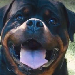 Rolex - Rottweiler