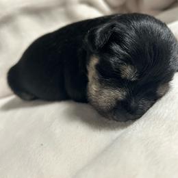 Hank - Black and silver male Miniature Schnauzer puppy in Winterville, Georgia from Patty’s Little Pups
