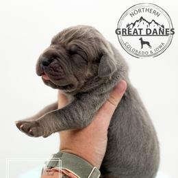 Vampire - Blue male Great Dane puppy in Sac City, Iowa from Northern Great Danes of Colorado & Iowa