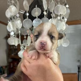 Rayna - Red female Pembroke Welsh Corgi puppy in Delton, Michigan from CorGizmo