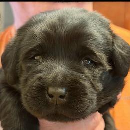 Black Male - No 1 - Black male Labrador Retriever puppy in Malabar, Florida from Mythic Labradors, LLC