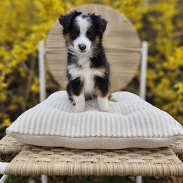 Pluto - Black Toy Australian Shepherd puppy in Boise, Idaho from Loving Little Aussies
