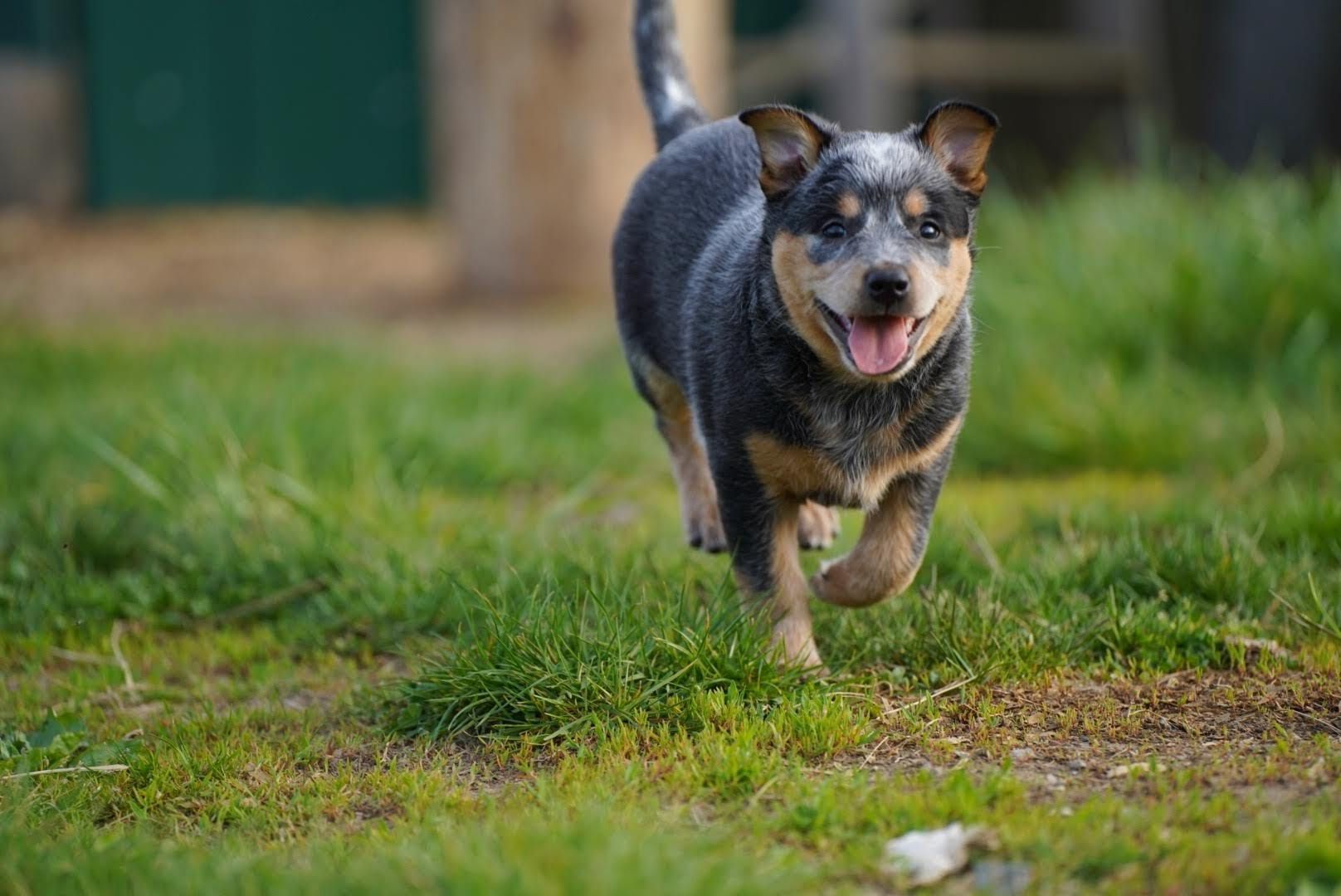 Australian Cattle Dog puppy running