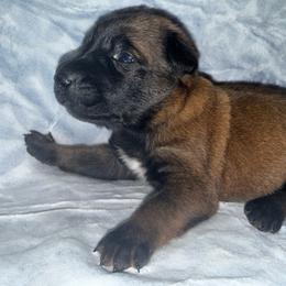 Couyon - Yellow male Dutch Shepherd puppy in Saint Amant, Louisiana from Mercy Kennels