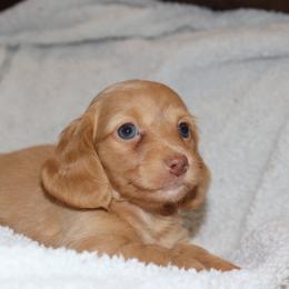 Cream girl 1 - Cream female Dachshund puppy in Pontotoc, Mississippi from Doubletake Doodles & Dachshunds