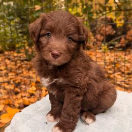 Cousin Itt - Red male Aussiedoodle puppy in Mulino, Oregon from Korbella Farm