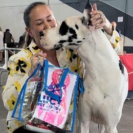 Great Danes from GEM Danes